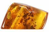Detailed Fossil Beetle (Coleoptera) In Baltic Amber #73365-3